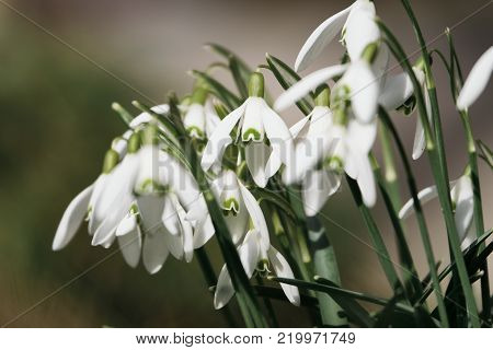 Delicate white snowdrops in the sun  early spring.