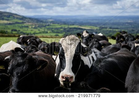 Curious cows in a sloping meadow near Connemara National Park, County Galway, Ireland