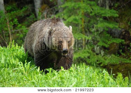 Niedźwiedź Grizzly