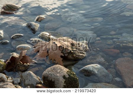 a fallen leaf on the rocks of the shore of Lake Iznik, Iznik, Turkey