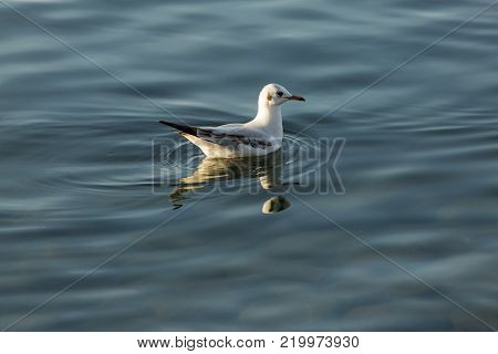 a single Forster's tern swims on the calm waters of Lake Iznik, Iznik, Turkey