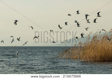 a flock of Forster's terns fly over the rippled waters of Lake Iznik, Iznik, Turkey