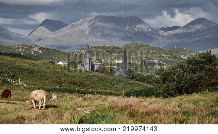 Grazing cows and two Clifden churches in front of some of the Twelve Bens mountains in Connemara National Park, Ireland.