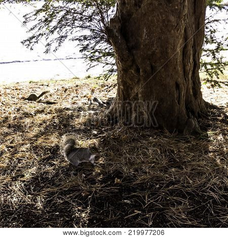 Wild eastern gray squirrel in winter   Pump Room Jephson Gardens, Royal Leamington Spa, Warwickshire, United Kingdom
