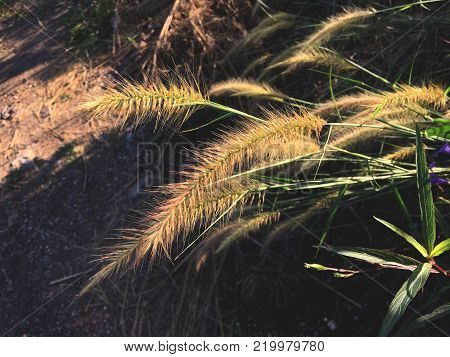 Pennisetum pedicellatum grass flower in nature garden