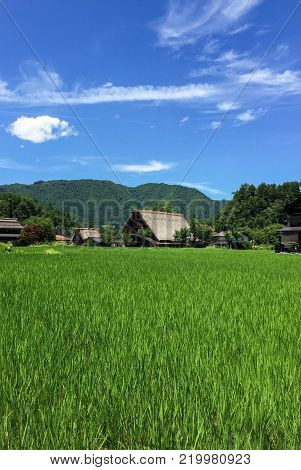 Gassho-zukuri house , Historic Village of Shirakawa-go in summer ,Japan