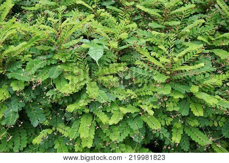 fresh green phyllanthus pulcher plant in nature garden