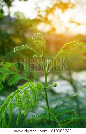 fresh green leucaena glauca plant in nature garden