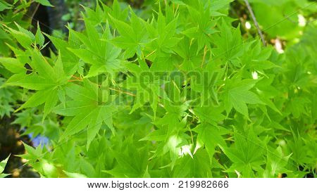close up green maple leaf in summer