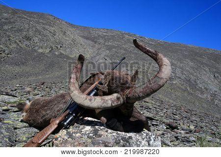Trophy hunting Caucasian Tur and a hunting rifle with riflescope after the hunt. Trophy of Eastern Dagestan Tur or after the hunt on the mountainside. North Ossetia,  Russia