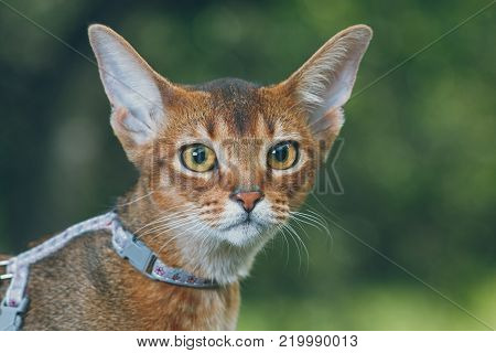 portrait a close-up of a gorgeous Abyssinian cat with an indistinct background