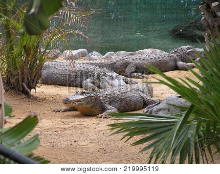 stunning set of nile crocodiles taking a break in the sun
