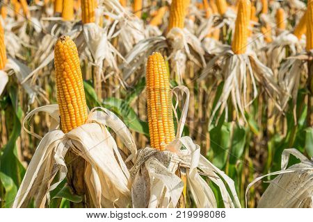 Corn field in sunny day - nature background