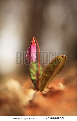 It is the only species of the genus Erythronium growing in Europe. It is widespread in southern and central Europe. Free nature. A beautiful shot of a plant. Spring nature.