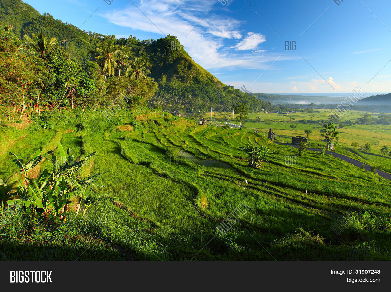 Valley Rice Fields Image & Photo (Free Trial) | Bigstock