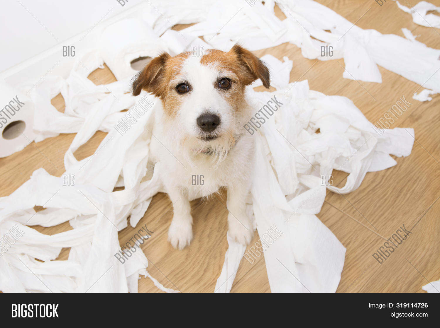 Dog Mischief. Jack Image & Photo (Free Trial) Bigstock