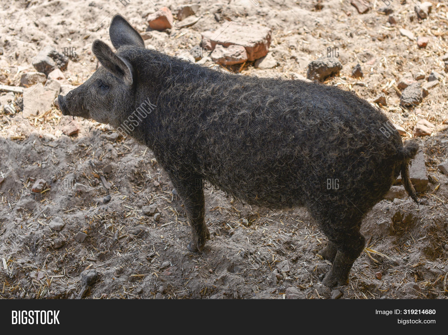 Happy Pig Rolling Mud. Image & Photo (Free Trial) | Bigstock