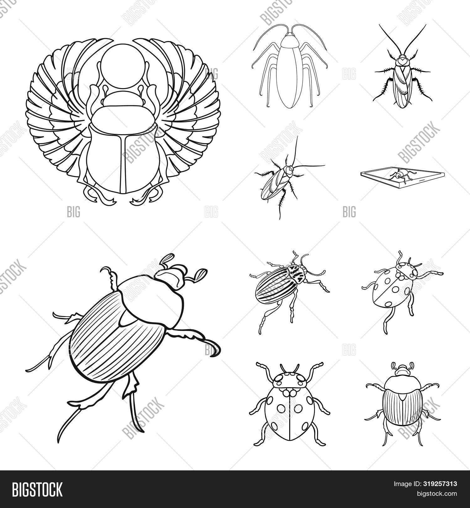 Insect Body Bitmap Bitmap Design Insect Image & Photo (Free Trial) | Bigstock