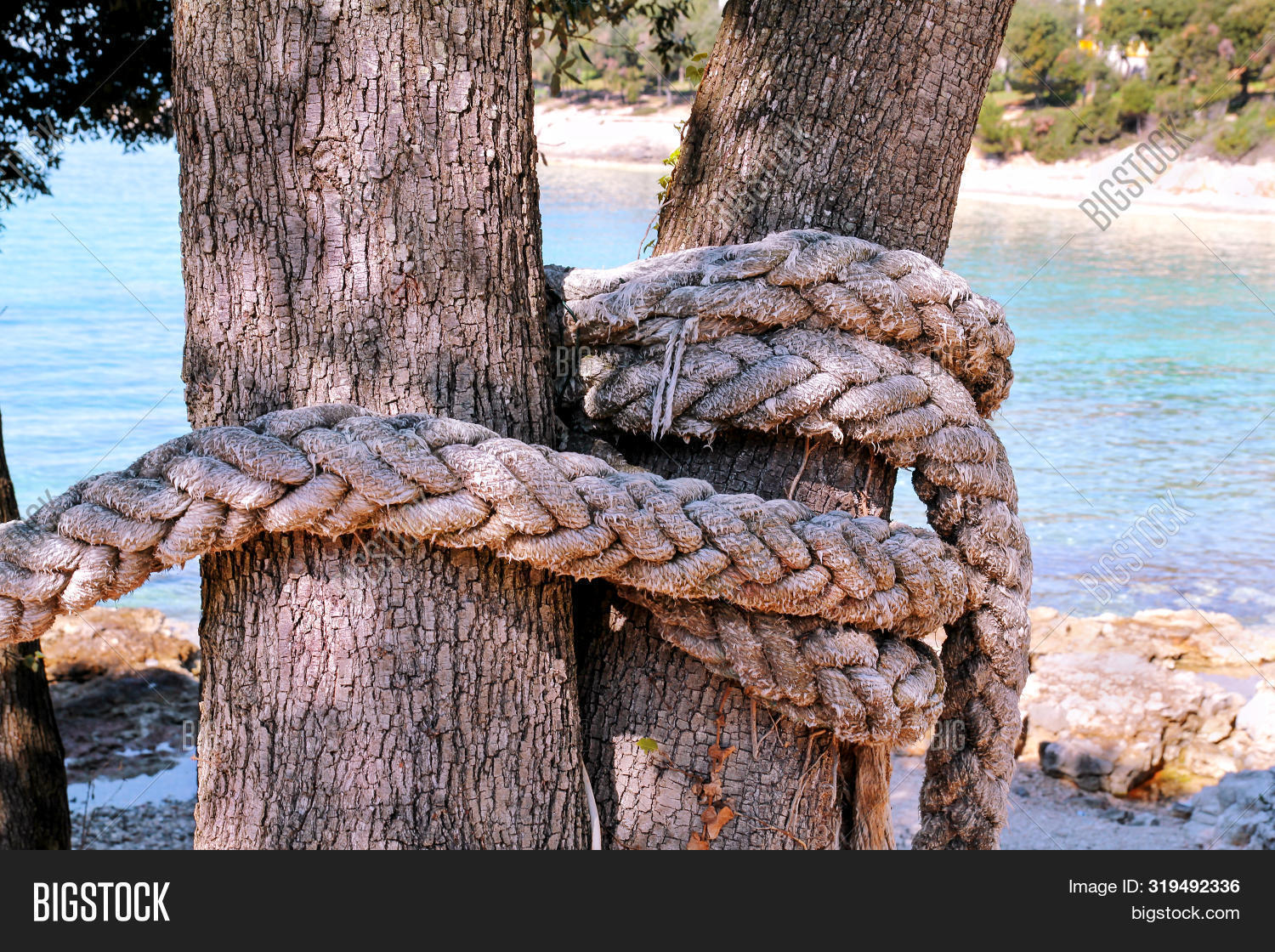 Knotted Rope Large Image & Photo (Free Trial) Bigstock
