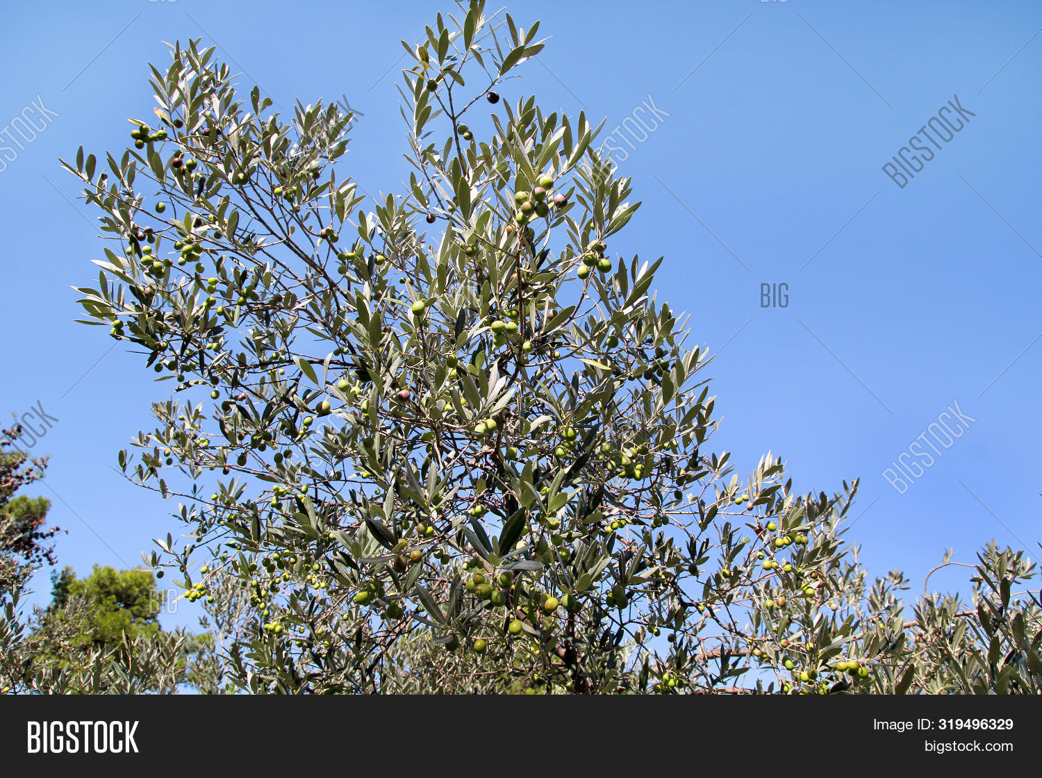 Green Olives Olive Image & Photo (Free Trial) Bigstock