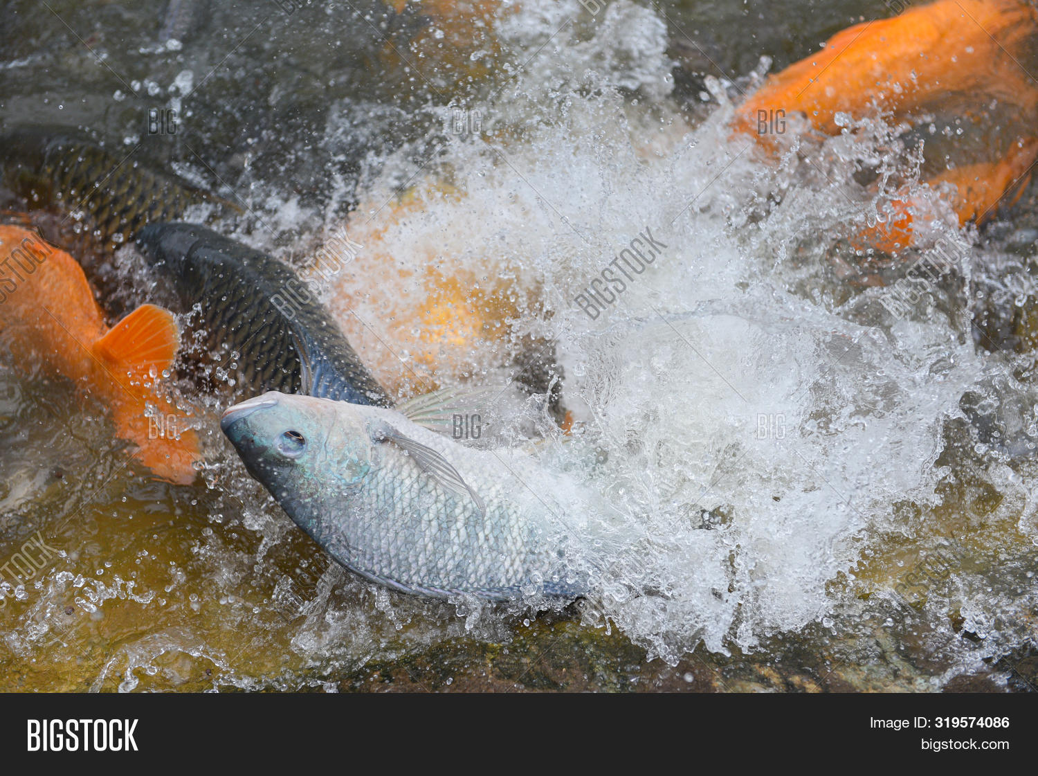 Tilapia Farm Swimming Image & Photo (Free Trial) Bigstock