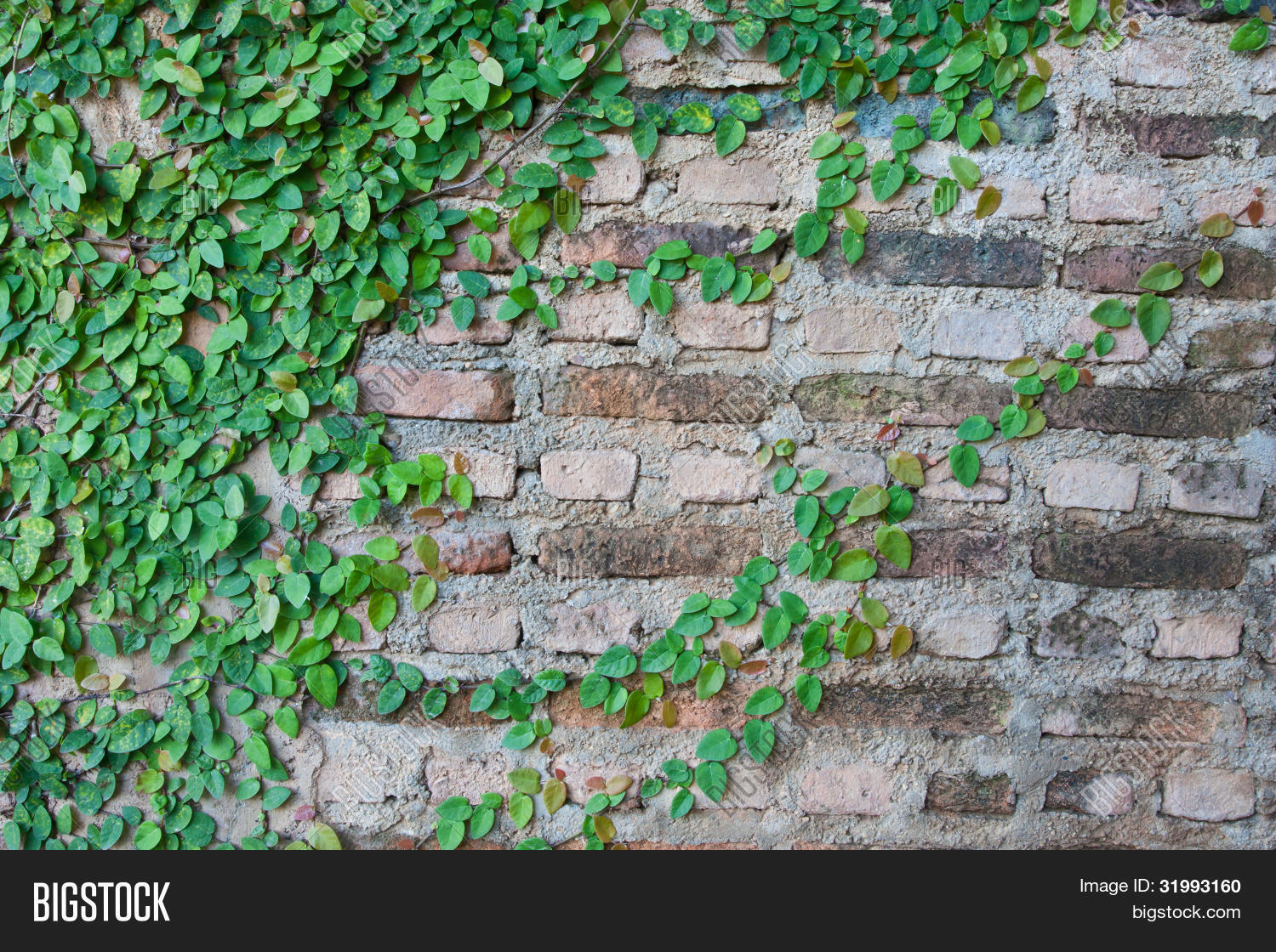 Creeping Fig Vine On Image & Photo (Free Trial) Bigstock