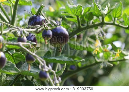 Black Tomatoes On A Branch In The Garden. Indigo Rose Tomato .