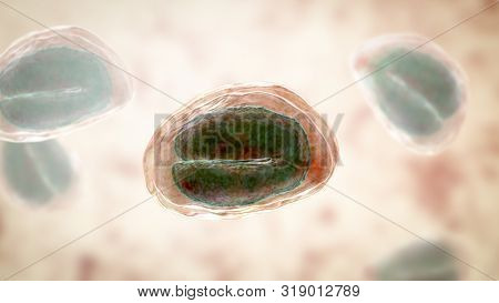 Eggs Of Helminths Enterobius Vermicularis Containing Worm Larva. Threadworm Which Cause Enterobiasis