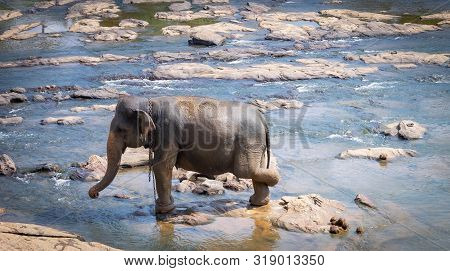 Young Asian Elephants At Pinnawala Elephant Orphanage, Sri Lanka
Here Is Nursery And Captive Breedin