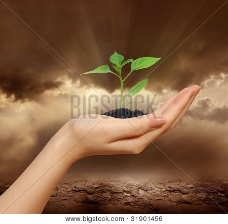 가뭄 육지 손에서 새로운 생활