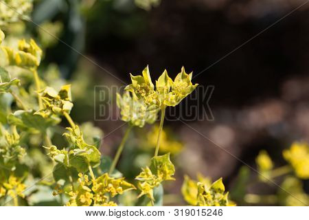 Flower Of A Narrow-leaved Thorough-wax, Bupleurum Rotundifolium.
