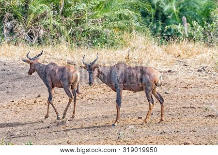 Two Tsessebe Antelopes, Damaliscus Lunatus, On A Gravel Road