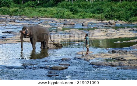 Herd Of Asian Elephants Bathing In A River Near The Village Of Pinnawala. Asian Elephants Bathing, P