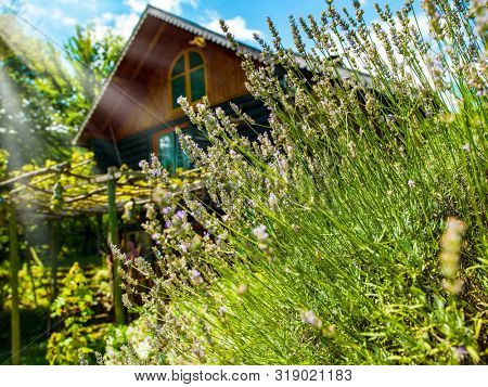luxury family wooden  cotage house in forest with garden and colorful herbs