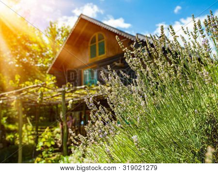 luxury family wooden  cotage house in forest with garden and colorful herbs