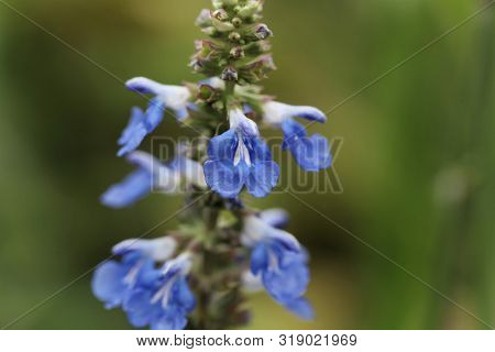 Flower Of A Bog Sage, Salvia Uliginosa