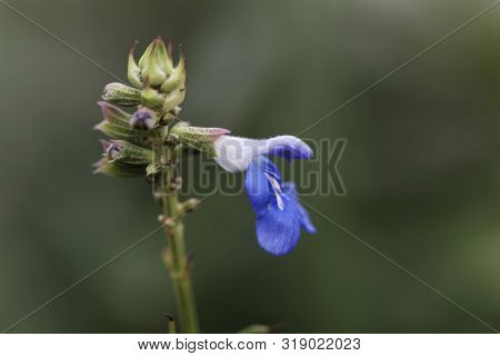 Flower Of A Bog Sage, Salvia Uliginosa