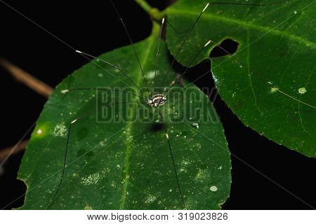 The spider is on the leaves in the natural forest.