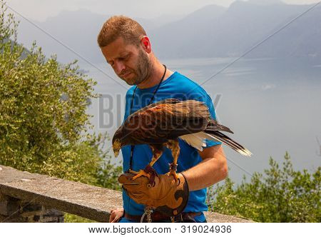 11.06.2019 Varenna, Italy, Europe: Trainer Holds His Eagle On A Hand With Leather Glove Of Falconry 