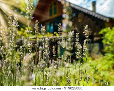luxury family wooden  cotage house in forest with garden and colorful herbs