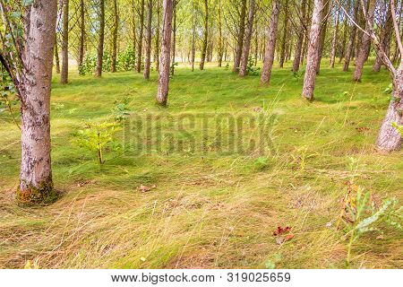 Beautiful Waving Grass In The Watercourseforest A Nature Preserve In The Province Flevoland The Neth