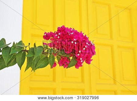 Close Up Of Blooming Pink Bougainvillea Flower At Koufonisia Islands Greece - Yellow Door Background