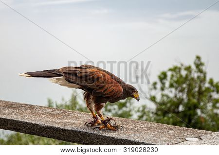 Eagle Falconry Walks On A Stone Fence Against The Backdrop Of Beautiful Defocused Lake Como And Alps