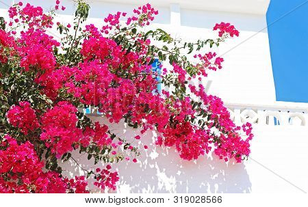 Traditional House With Pink Bougainvilleas At Koufonisia Islands Cyclades Greece