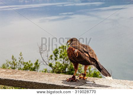 Eagle Falconry Walks On A Stone Fence Against The Backdrop Of Beautiful Defocused Lake Como And Alps