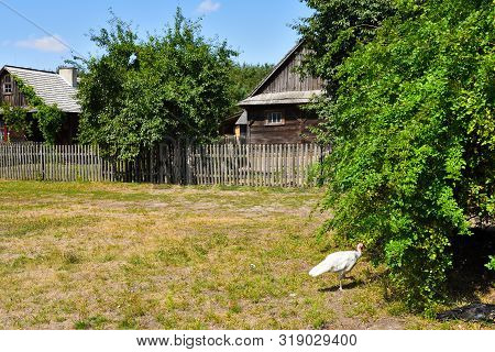 Ethno House In Open-air Museum, Polish Folk Culture. Poland, Europe