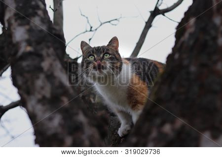 Curious Domestic Cat Climbs On Branch Of Cherry Tree And Looking For Birds For Some Play With Them. 