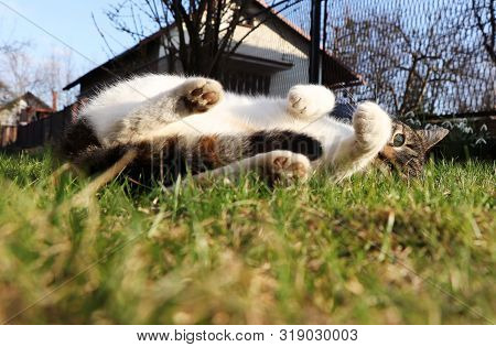 Huge Portion Of Laze In The Garden. Our Domestic Cat Named Liza Stretching And Relaxing On Afternoon