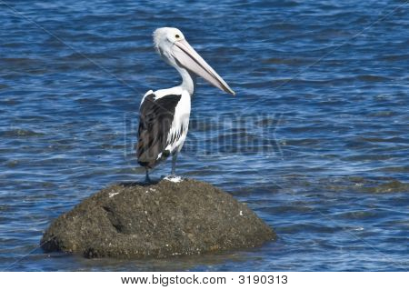 Pelican