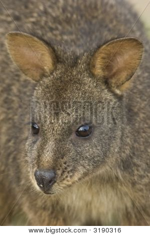 Wallaby